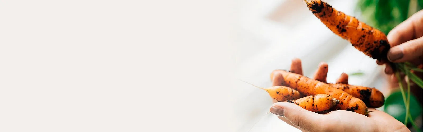 Dr Hayley: meet your microbes